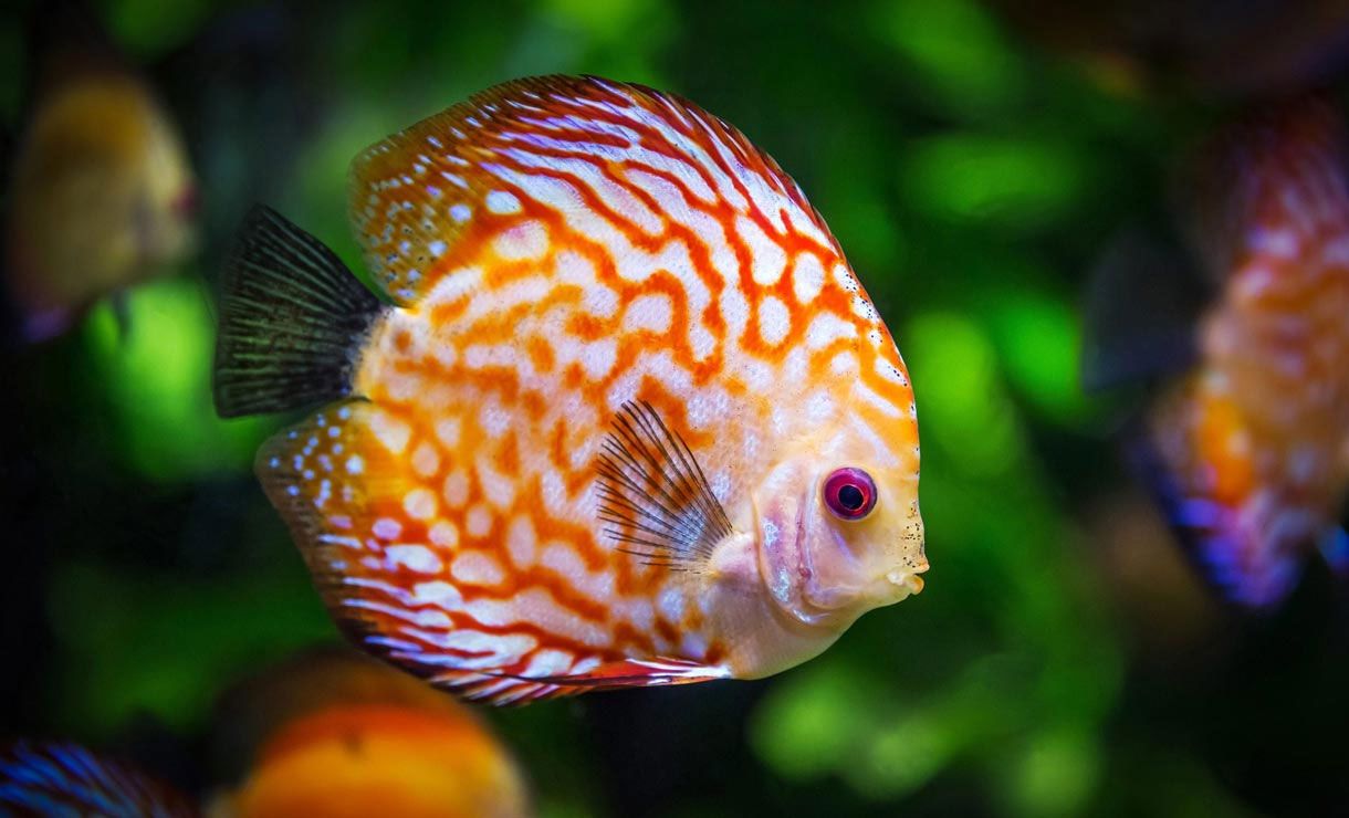 Chrbourg in France Travel Guide